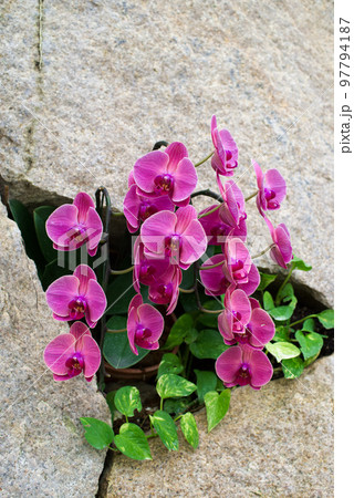 幸せが飛んでくる（胡蝶蘭） 97794187