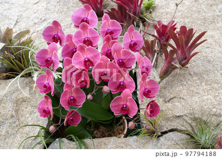 幸せが飛んでくる（胡蝶蘭） 97794188