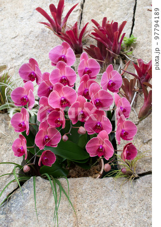 幸せが飛んでくる(胡蝶蘭) 幸せが飛んでくる(胡蝶蘭) 97794189