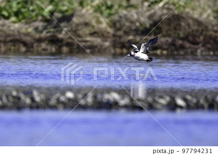 冬にアラスカやシベリアから渡来する珍しい美しい鴨の仲間、ヒメハジロ 97794231