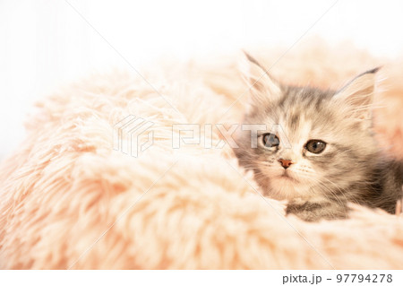 フカフカのベッドに入ったメインクーンの子猫 フカフカのベッドに入ったメインクーンの子猫 97794278