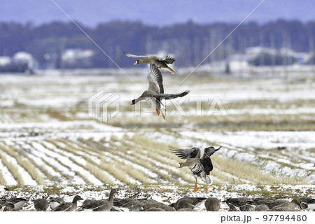 冬に東北や北陸の田んぼに大きな群れで渡来する美しい野鳥マガン 97794480