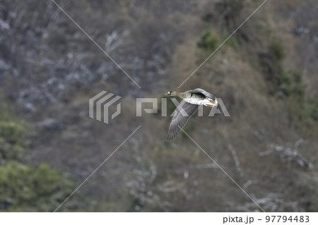 冬に東北や北陸の田んぼに大きな群れで渡来する美しい野鳥マガン 97794483
