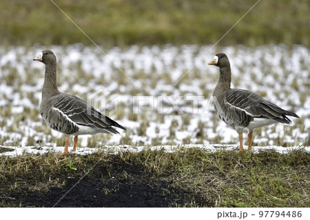 冬に東北や北陸の田んぼに大きな群れで渡来する美しい野鳥マガン 冬に東北や北陸の田んぼに大きな群れで渡来する美しい野鳥マガン 97794486