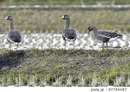 冬に東北や北陸の田んぼに大きな群れで渡来する美しい野鳥マガン 冬に東北や北陸の田んぼに大きな群れで渡来する美しい野鳥マガン 97794487