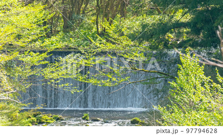 清流で栽培されるワサビ(倉吉市関金町) 清流で栽培されるワサビ(倉吉市関金町) 97794628