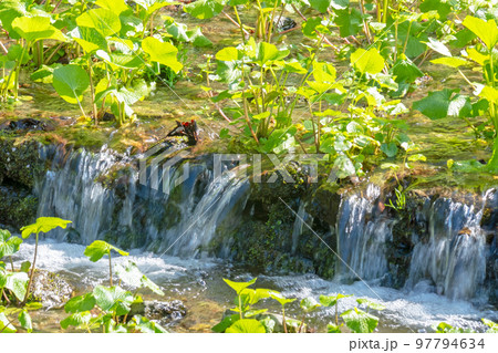 清流で栽培されるワサビ(倉吉市関金町) 清流で栽培されるワサビ(倉吉市関金町) 97794634