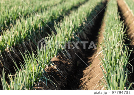 長ねぎ畑 長ねぎ畑 97794782