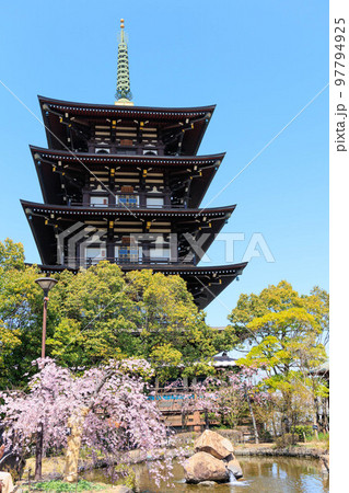 春の桜と五重塔「兵庫県」 春の桜と五重塔「兵庫県」 97794925