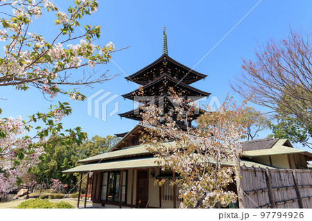 春の桜と五重塔「兵庫県」 春の桜と五重塔「兵庫県」 97794926