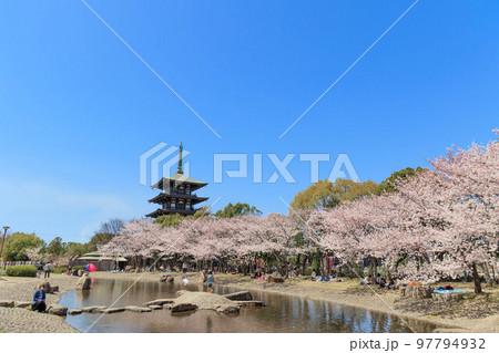 春の桜と五重塔「兵庫県」 春の桜と五重塔「兵庫県」 97794932