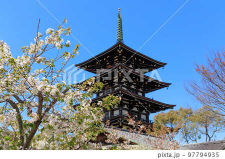 春の桜と五重塔「兵庫県」 春の桜と五重塔「兵庫県」 97794935