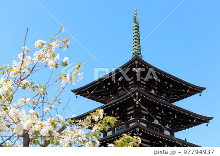春の桜と五重塔「兵庫県」 春の桜と五重塔「兵庫県」 97794937