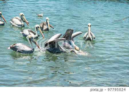 pelicans fight for food in the ocean water 97795024