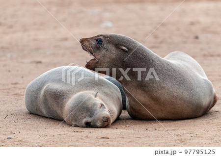 Seals resting on a beach along the Nabibian Skeleton Coast Seals resting on a beach along the Nabibian Skeleton Coast 97795125