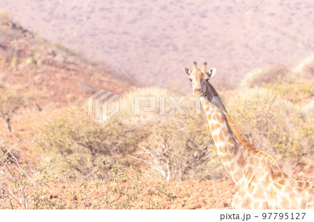 Giraffe in the red desert of Namibia 97795127