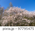 水元公園のサクラ 97795475