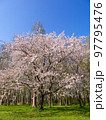 水元公園のサクラ 97795476