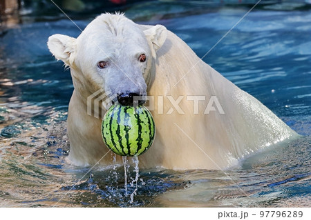 水中のスイカを口で持ち上げるシロクマ 97796289
