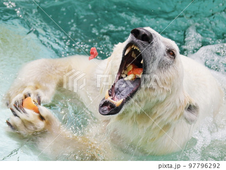 投下される肉を口でキャッチするシロクマ 97796292