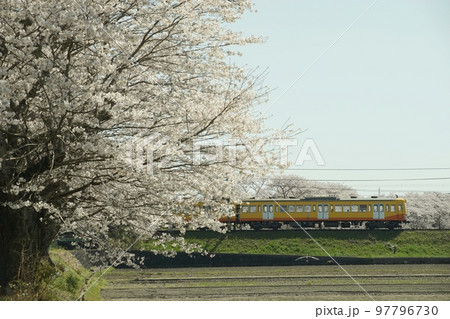桜咲く春の三岐鉄道・三岐線を走る851系普通列車 桜咲く春の三岐鉄道・三岐線を走る851系普通列車 97796730