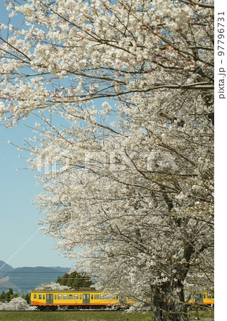 桜咲く春の三岐鉄道・三岐線を走る101系普通列車 97796731