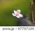 満開の梅 97797100