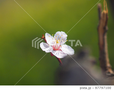 満開の梅 97797100