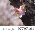 満開の梅 97797101