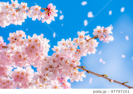 桜吹雪素材】桜と青空と桜吹雪イメージ【長野県】の写真素材 [97797201] - PIXTA