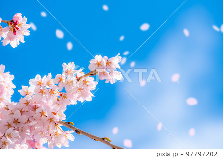 【桜吹雪素材】桜と青空と桜吹雪イメージ【長野県】 97797202