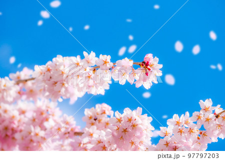 【桜吹雪素材】桜と青空と桜吹雪イメージ【長野県】 97797203