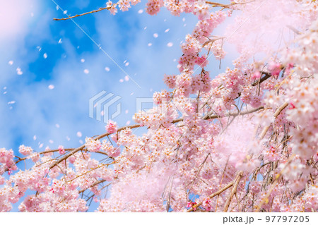 【桜吹雪素材】桜と青空と桜吹雪イメージ【長野県】 97797205