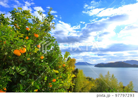 たわわに実った島の主役たち たわわに実った島の主役たち 97797293