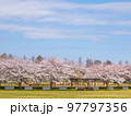 みさと公園の満開の桜 97797356