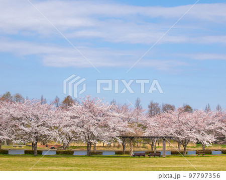みさと公園の満開の桜 97797356