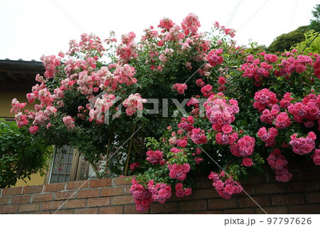 バラの花 97797626