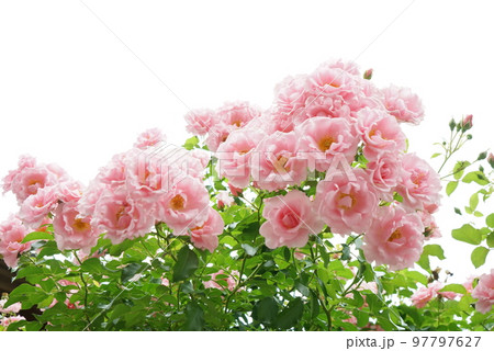 バラの花 バラの花 97797627