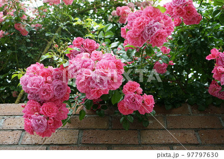 バラの花 97797630