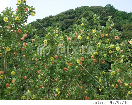 天草の自然 ハマボウ Hibiscus hamabo (熊本県天草市牛深町) 天草の自然 ハマボウ Hibiscus hamabo (熊本県天草市牛深町) 97797710