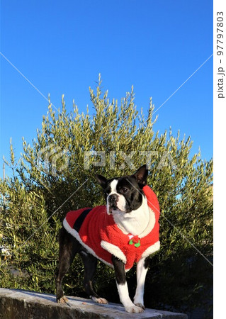 サンタさんの衣装を着て楽しく散歩しながら枕木に登って可愛く見つめるボストンテリアのマイティ君♡ サンタさんの衣装を着て楽しく散歩しながら枕木に登って可愛く見つめるボストンテリアのマイティ君♡ 97797803