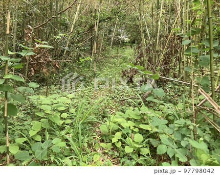 竹林と木林 97798042