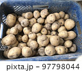 収穫したジャガイモ 97798044