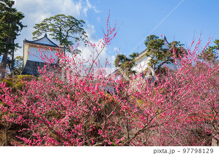 日本100名城　小田原城　梅と常磐木門 97798129