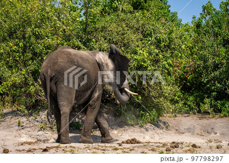 African elephant stands tossing sand over back 97798297