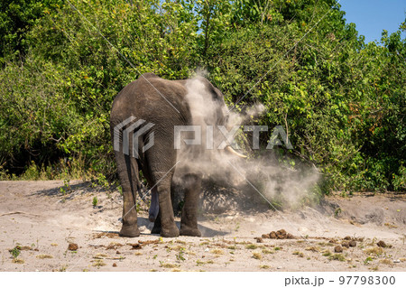 African elephant stands tossing sand over itself African elephant stands tossing sand over itself 97798300