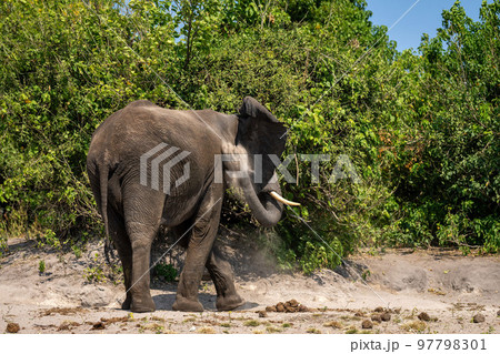 African elephant stands tossing sand over neck African elephant stands tossing sand over neck 97798301