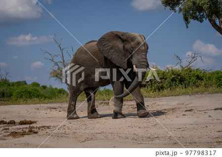 African elephant walks throwing sand over body 97798317