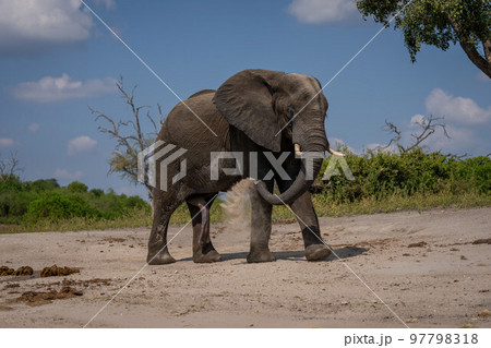 African elephant walks throwing sand over itself 97798318