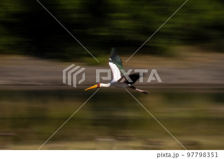 Slow pan of yellow-billed stork over river 97798351